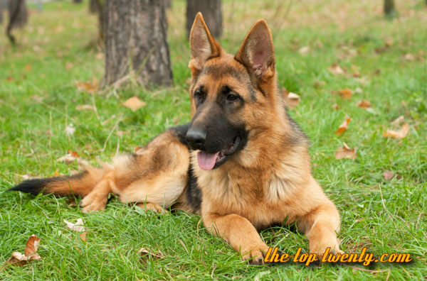 German Shepherd popular dog